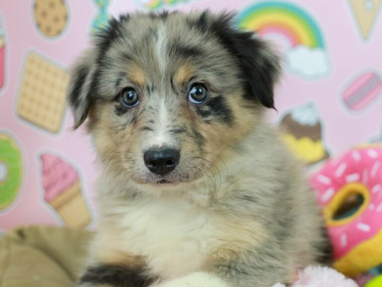Australian Shepherd