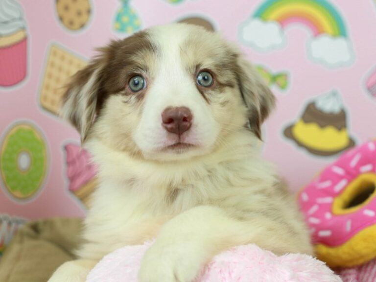 Australian Shepherd