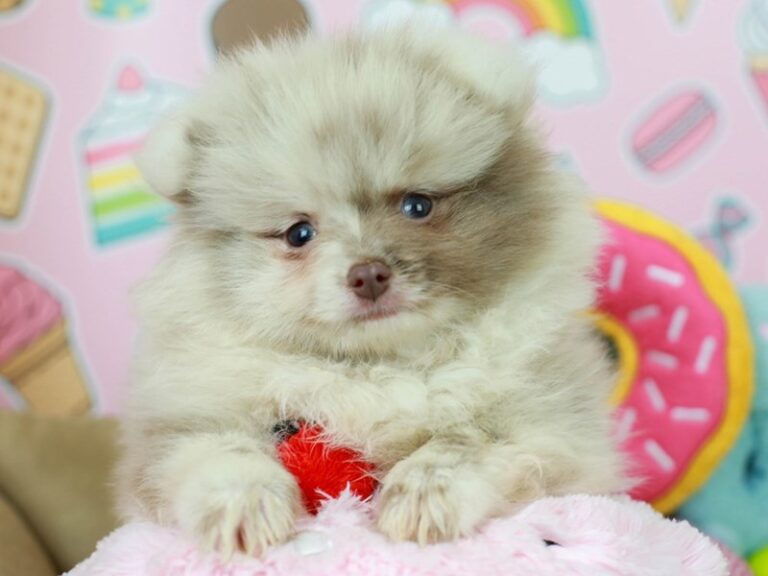 Pomeranian