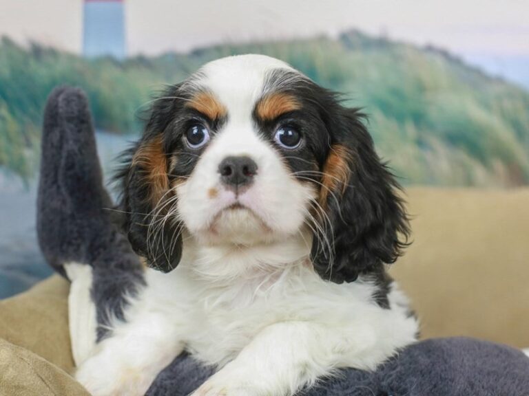 Cavalier King Charles Spaniel