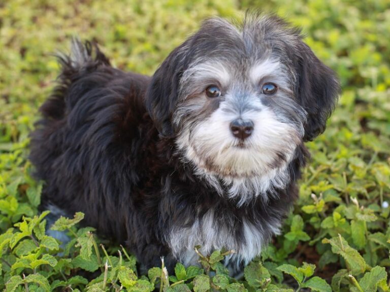 Havanese