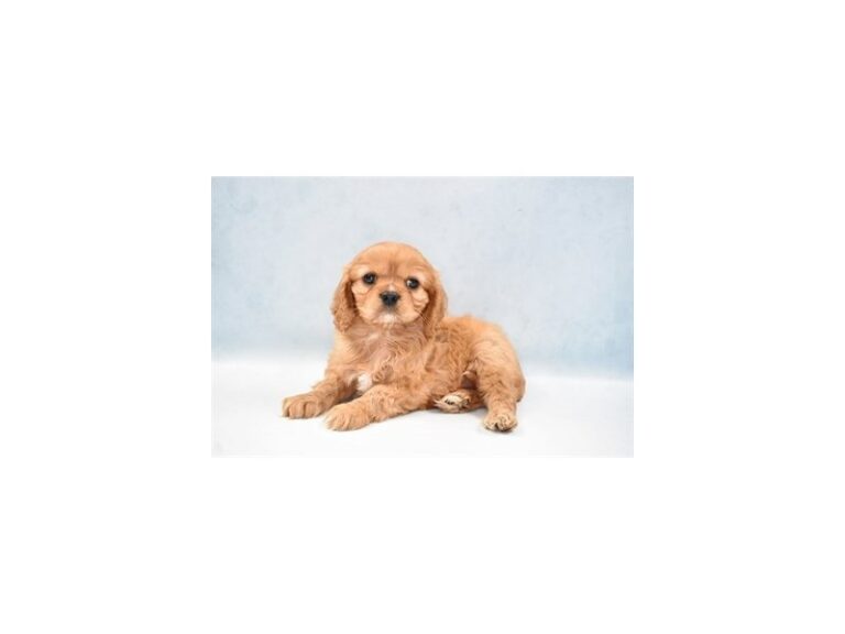 Cavalier King Charles Spaniel