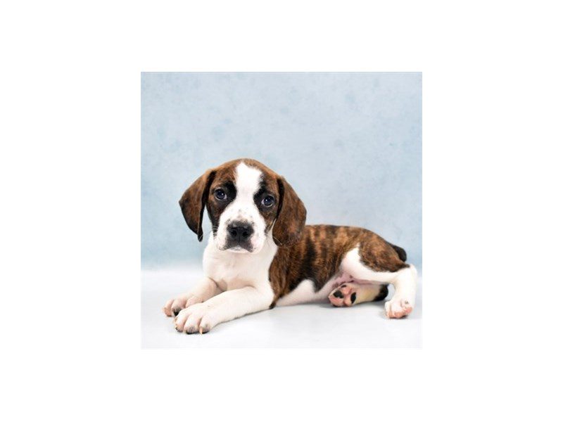 Boggle-Male-Brindle and White-2749084-Animal Kingdom | Puppies N Love