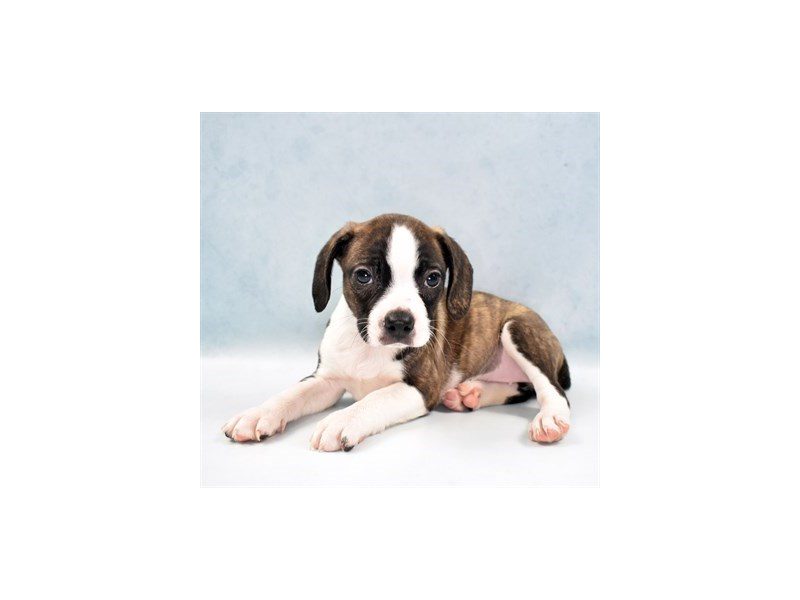 Boggle-Female-Brindle and White-2749085-Animal Kingdom | Puppies N Love