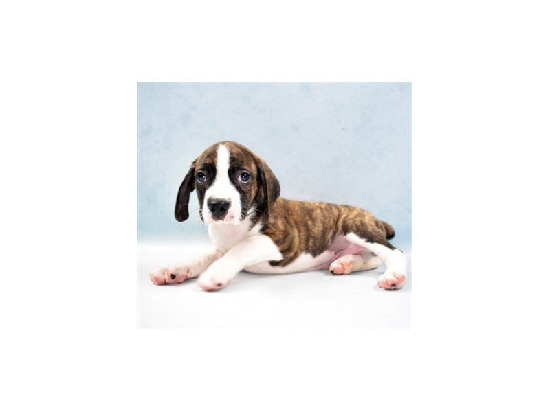 Boggle-Male-Brindle and White-2749086-Animal Kingdom | Puppies N Love