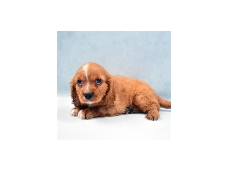 Cavalier King Charles Spaniel