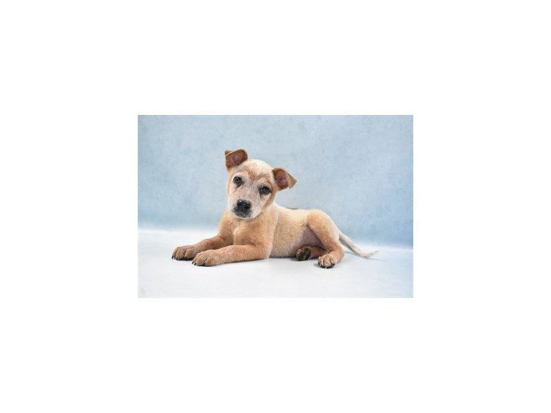 Australian Cattle Dog-Male-Red Mottled-2749133-Animal Kingdom | Puppies N Love