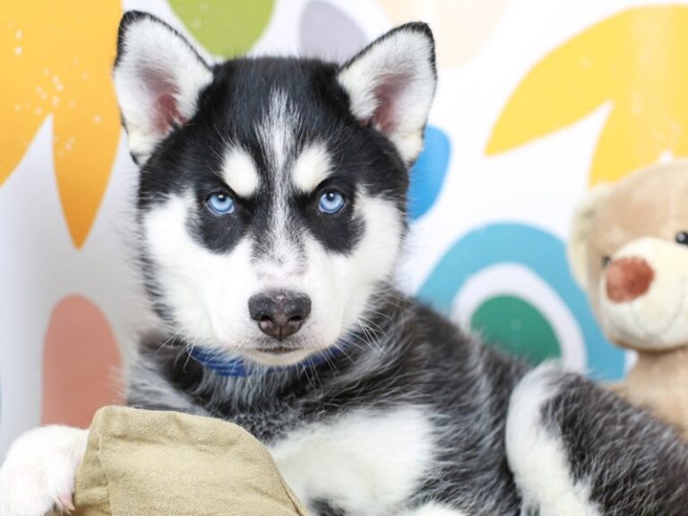 Siberian Husky