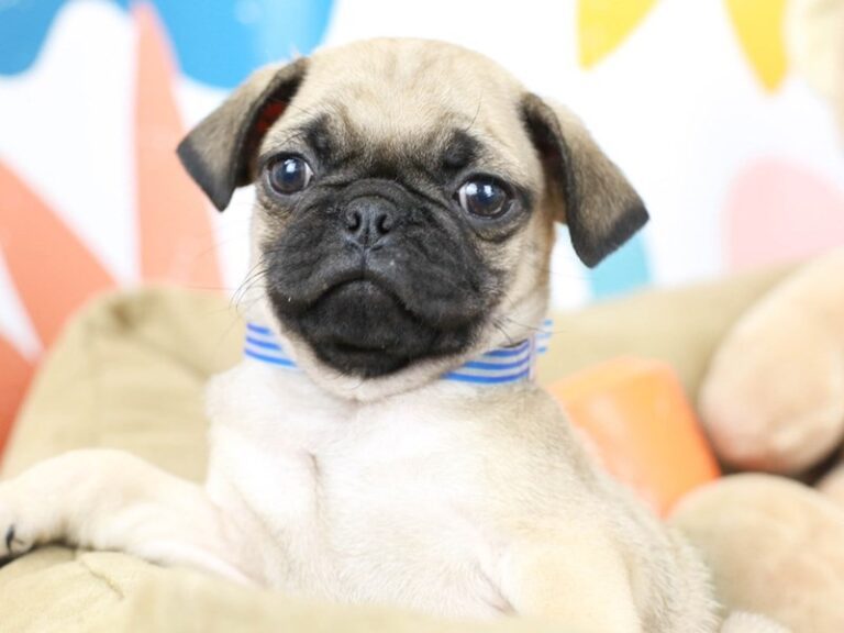 Pug