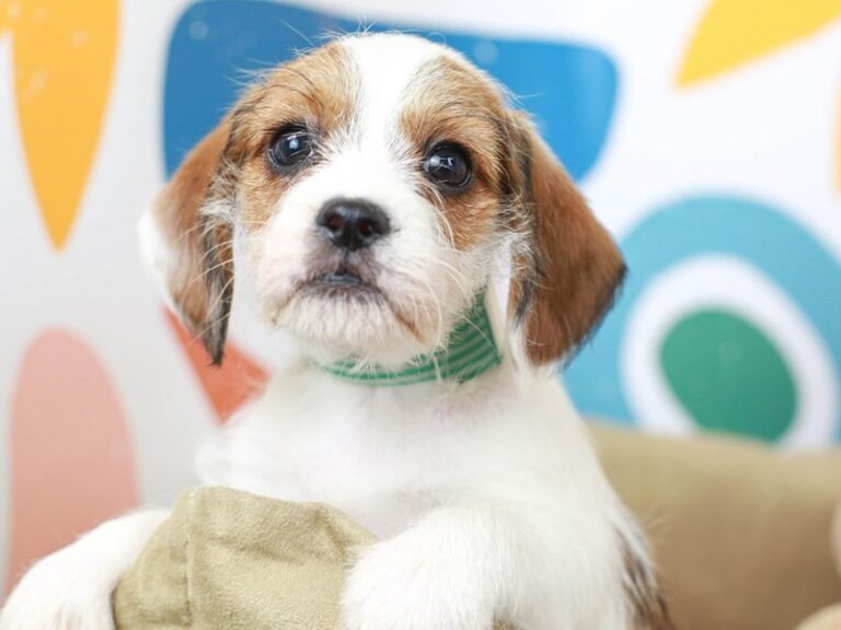 Beagle Poo