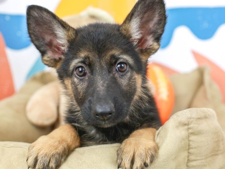 German Shepherd