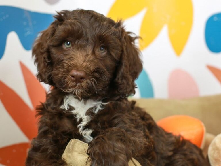 Miniature Labradoodle