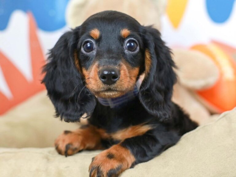 Dachshund