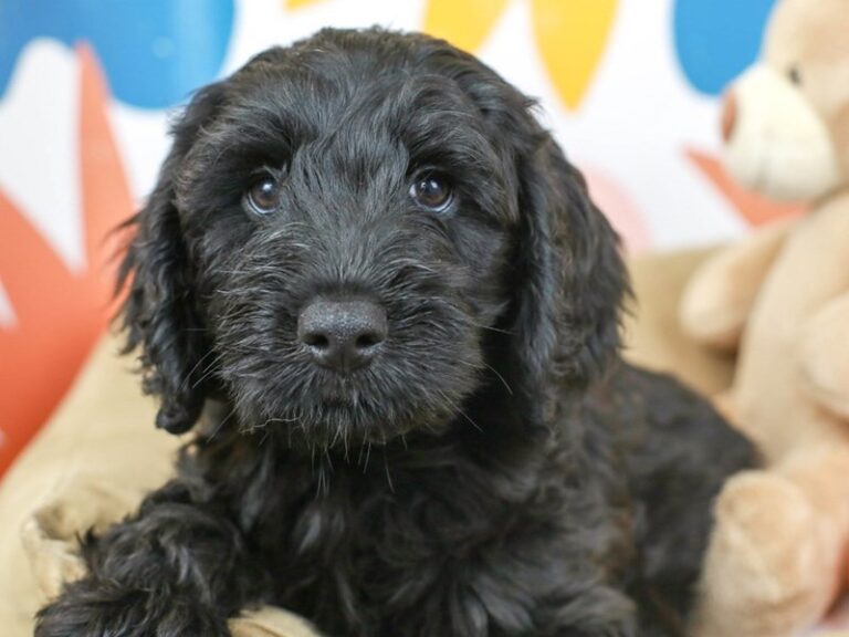Miniature Labradoodle