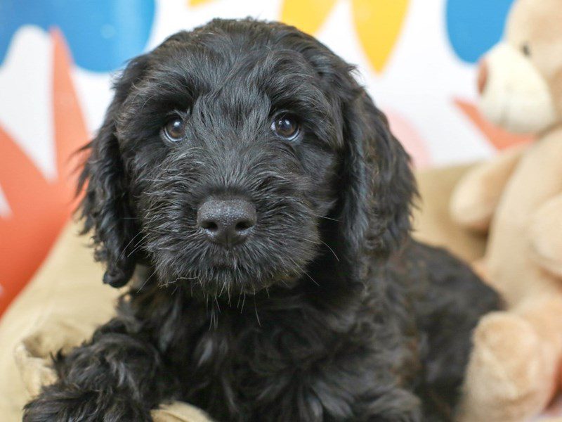 Miniature Labradoodle-Male--2751367-Animal Kingdom | Puppies N Love