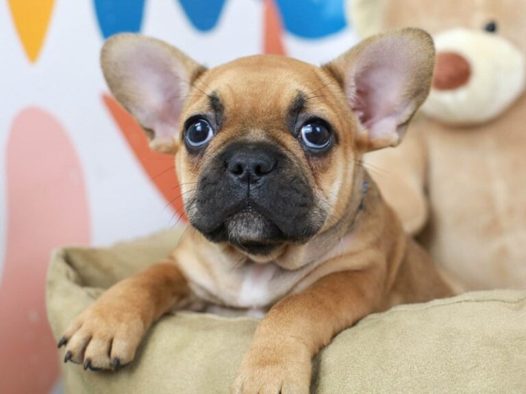 French Bulldog