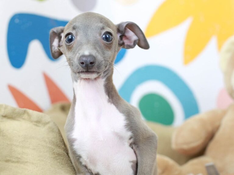 Italian Greyhound