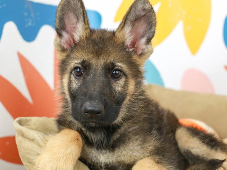 German Shepherd