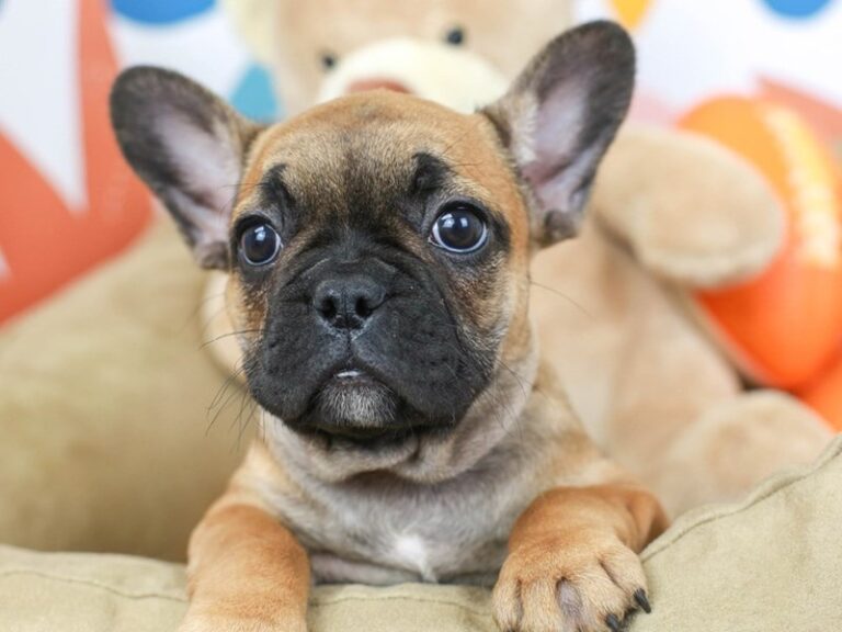 French Bulldog