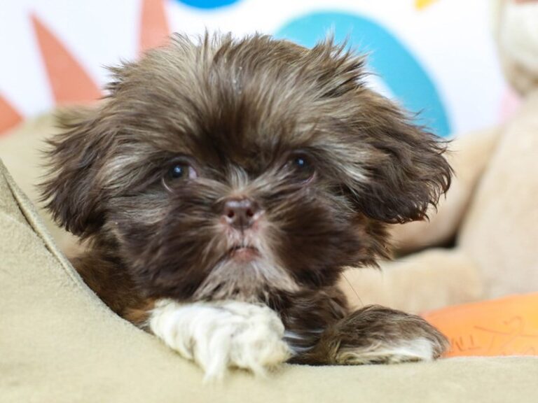 Shih Tzu