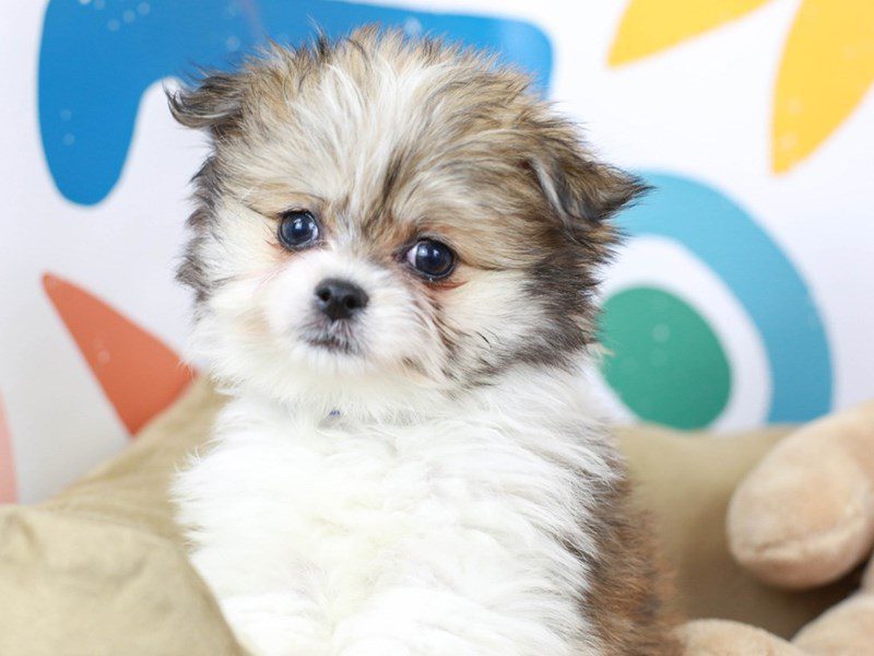 Malti Pom-Male--2751244-Animal Kingdom | Puppies N Love