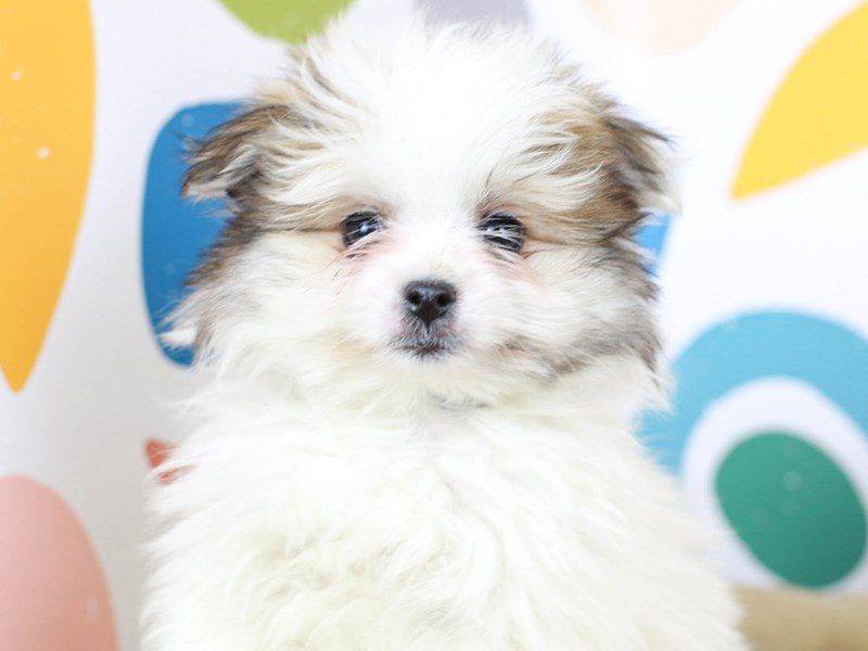 Malti Pom-Female--2751245-Animal Kingdom | Puppies N Love