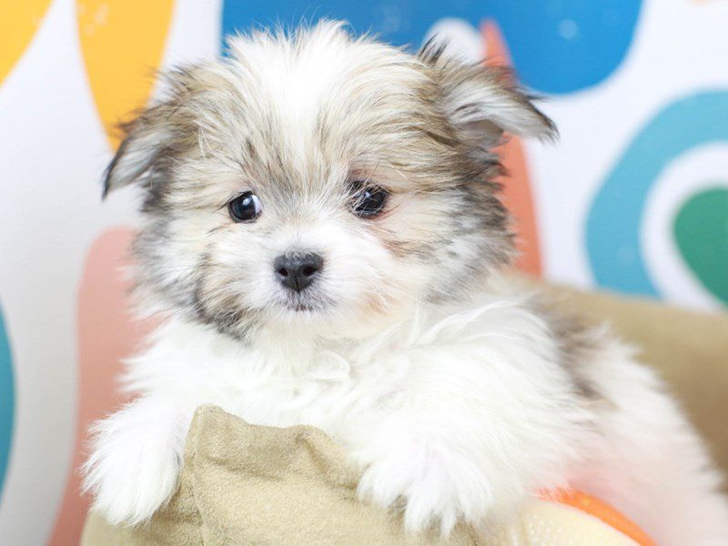 Malti Pom-Female--2751246-Animal Kingdom | Puppies N Love