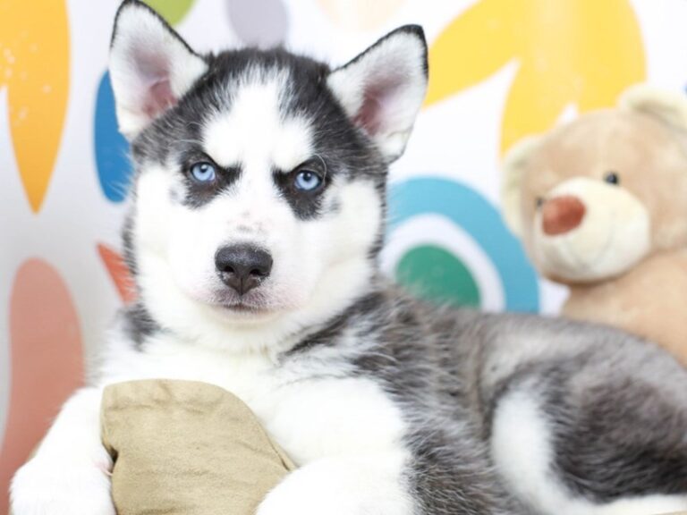 Siberian Husky