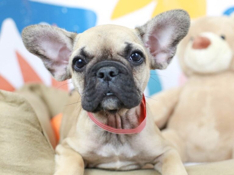 French Bulldog