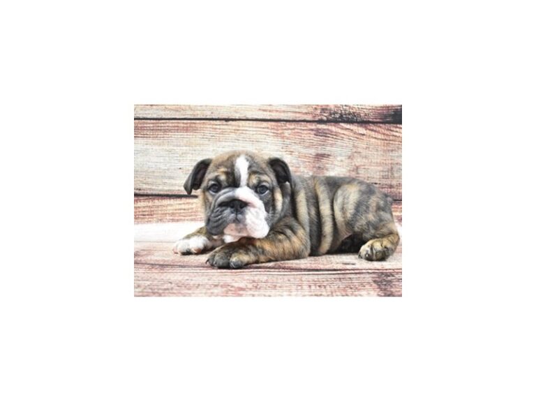 English Bulldog