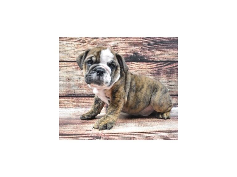English Bulldog