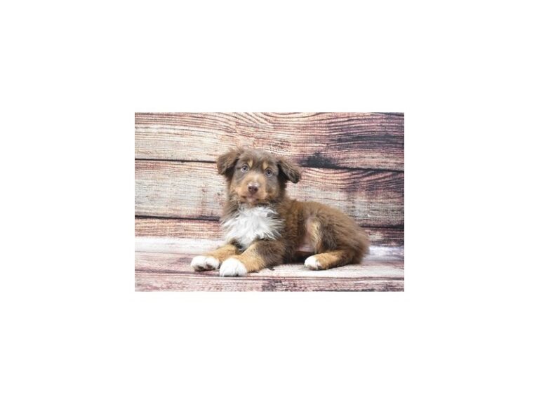 Miniature Australian Shepherd