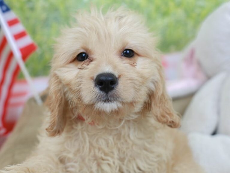 Mini Goldendoodle