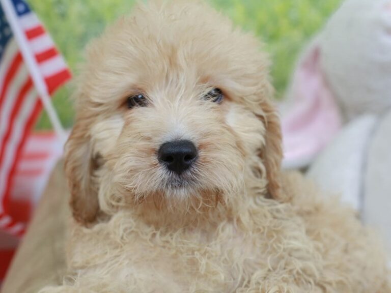 Mini Goldendoodle