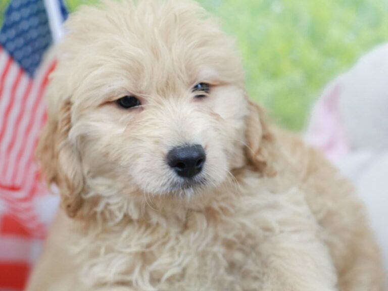 Mini Goldendoodle