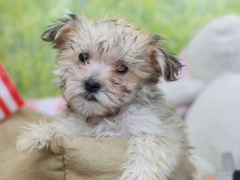 Morkie