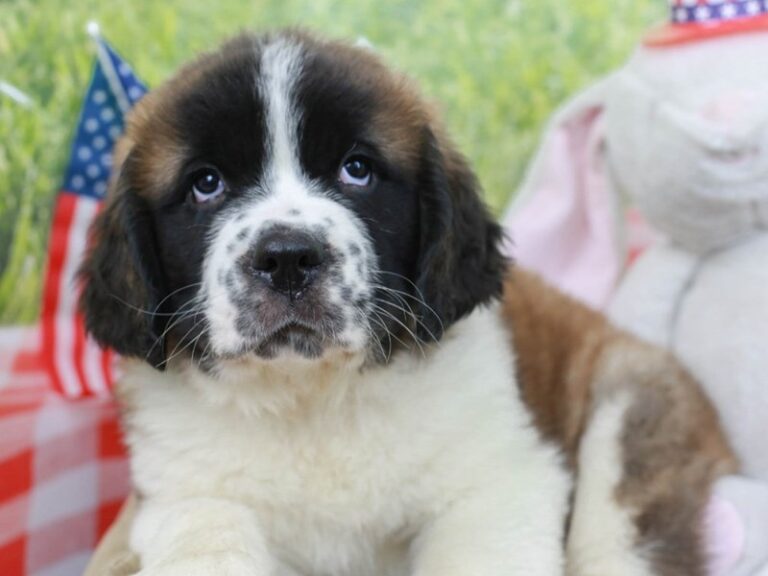 Saint Bernard