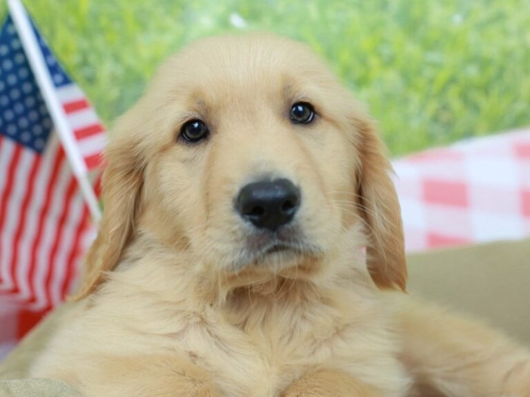 Golden Retriever