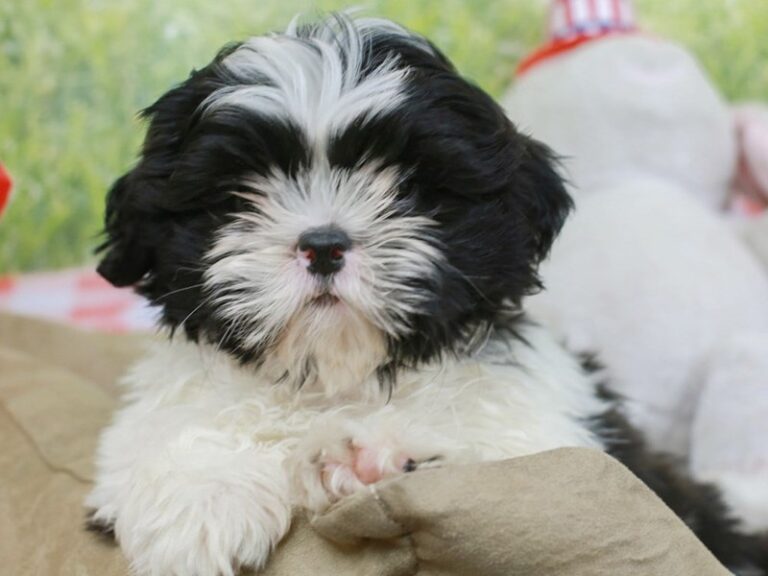 Shih Tzu