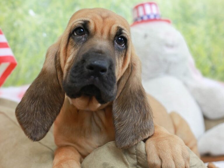 Bloodhound
