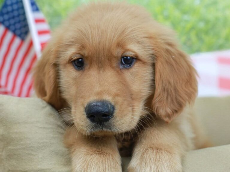 Golden Retriever