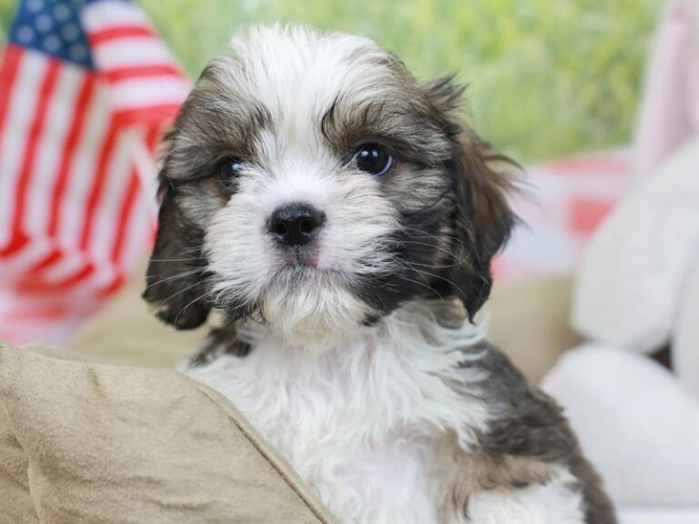 Lhasa Poo