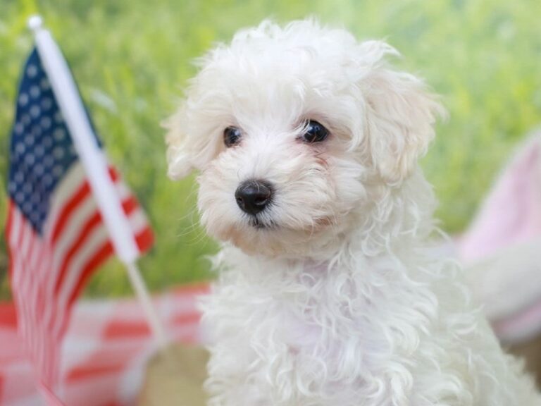 Malti Poo