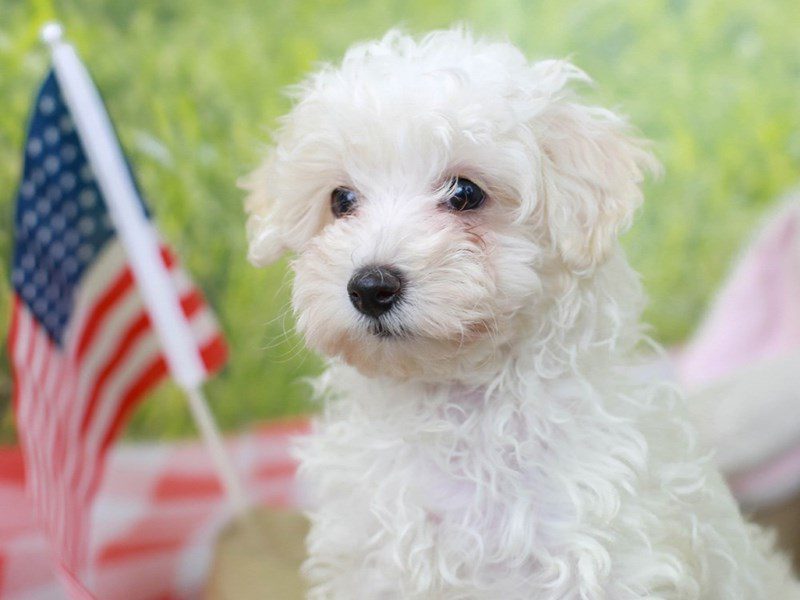 Malti Poo-Male--2759247-Animal Kingdom | Puppies N Love