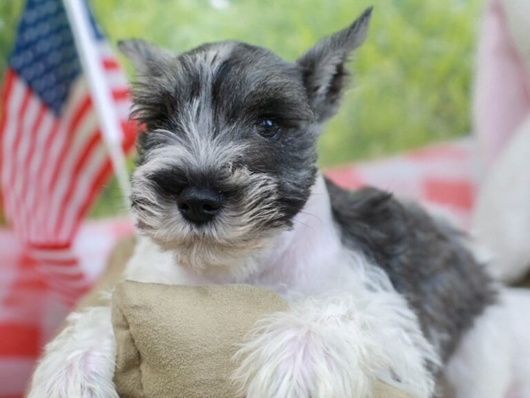Miniature Schnauzer