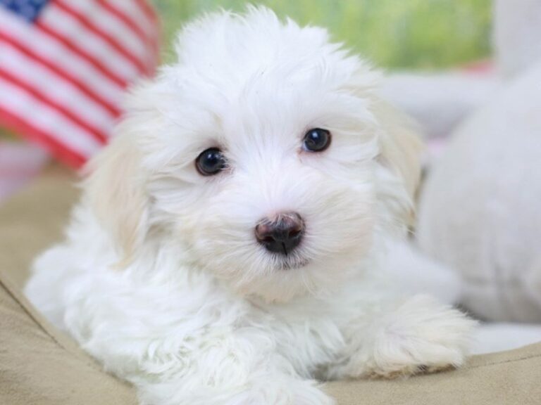 Havanese