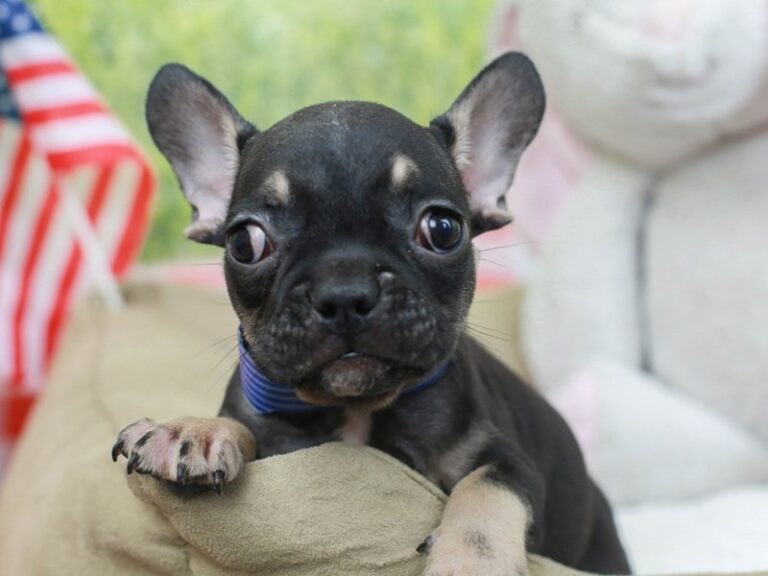 French Bulldog