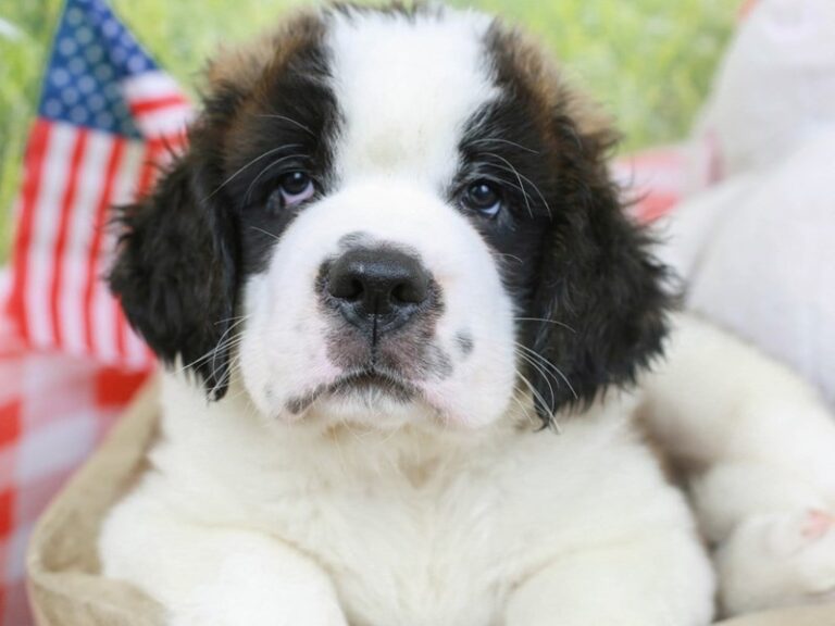 Saint Bernard