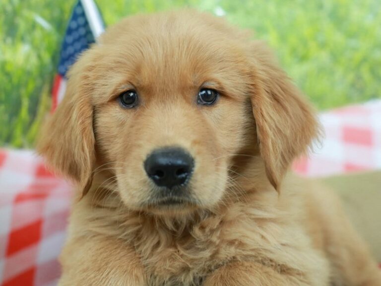 Golden Retriever