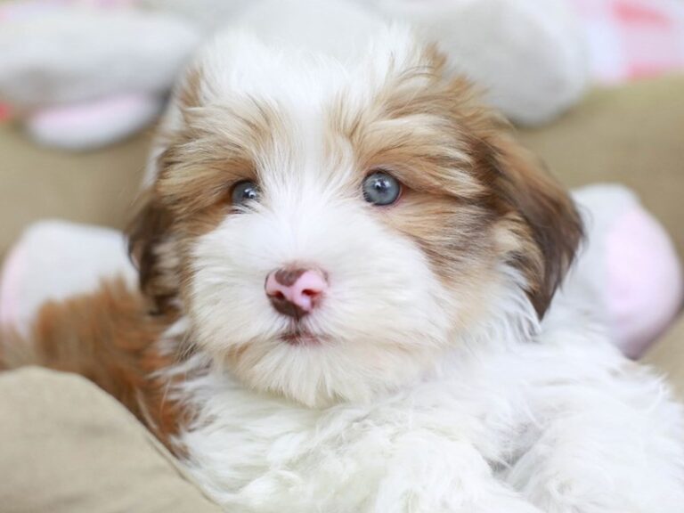 Havanese